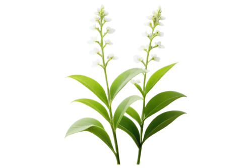 sweet grass plant,piperia,spring leaf background,spikelets,aegilops,chlorotic,septoria,green wheat,grape-grass lily,wheat grass,wheat germ grass,sorghum,aromatic plant,phytoestrogens,grass lily,auxin,herbaceous plant,aspidistra,flowers png,officinalis,Illustration,Paper based,Paper Based 03