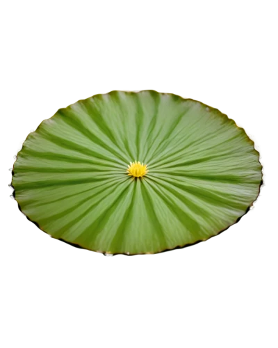 water lily leaf,water lily plate,lotus leaf,lily pad,lotus leaves,lotus on pond,lotus png,flower of water-lily,waterlily,water lily,water lily flower,lily pads,water lilly,ginkgo leaf,white water lily,large water lily,magnolia leaf,aaaa,coconut leaf,water lily bud,Photography,Documentary Photography,Documentary Photography 05