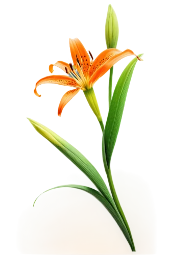 orange lily,day lily flower,lily flower,flowers png,day lily,orange flower,flower background,orange daylily,african lily,flower wallpaper,lilium,tulip background,lilies,grass lily,easter lilies,madonna lily,lillies,lilies of the valley,daylily,day lily plants,Illustration,Black and White,Black and White 06