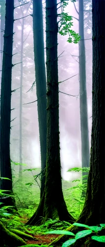 foggy forest,fir forest,forest background,forest,forests,coniferous forest,green forest,germany forest,the forest,the forests,mixed forest,elven forest,forest landscape,beech forest,forestland,spruce forest,forested,forest glade,forest floor,forest of dreams,Art,Artistic Painting,Artistic Painting 05