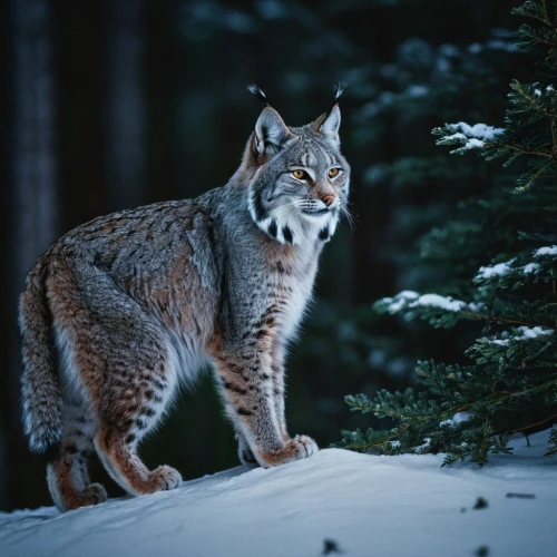 canadian lynx,lynx,lynxes,bobcat,lynx baby,south american gray fox,prowling,lince,on the hunt,luchs,coyote,vulpes,feral,the red fox,christmas fox,vulpes vulpes,tnr,latrans,forest animal,siberian,Photography,Documentary Photography,Documentary Photography 08