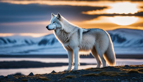 atka,graywolf,european wolf,howling wolf,wolfdog,aleu,gray wolf,siberian husky,elkhound,canidae,white wolves,canis lupus,husky,arctic fox,white fox,vulpine,huskey,iceland foal,iceland horse,svalbard,Photography,General,Realistic