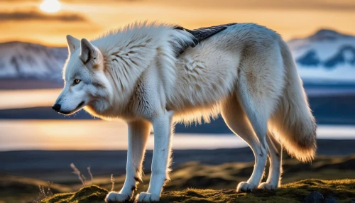 atka,european wolf,graywolf,iceland foal,aleu,gray wolf,arctic fox,howling wolf,white wolves,iceland horse,canis lupus,svalbard,white fox,wolfdog,canidae,vulpine,husky,chukchi,colotti,malamute,Photography,General,Realistic