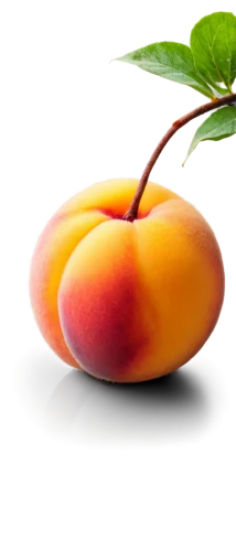 apricot,apricots,nectarine,nectarines,peaches,mango,pluots,peach tree,persimmon,vineyard peach,guava,yellow peach,mangos,peach,kumquat,mangoes,stone fruit,peachey,plums,persimmon tree,Art,Artistic Painting,Artistic Painting 41