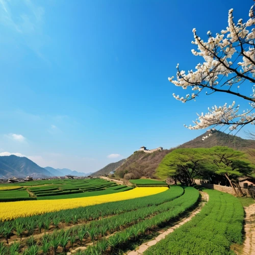 almond trees,dongchuan,apricot blossom,almond tree,landscape background,spring background,background view nature,dongjiang,blossom tree,beautiful landscape,rural landscape,flower field,springtime background,rice fields,spring in japan,rice field,turpan,blooming field,spring nature,nature background