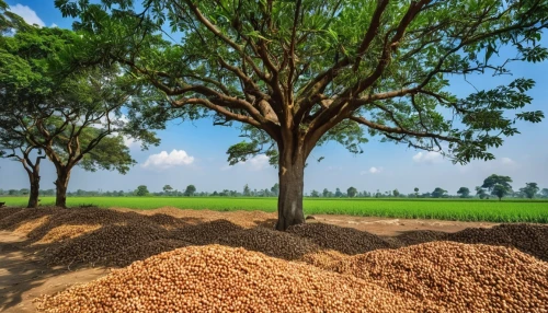 field of cereals,jaggery tree,cereal cultivation,petani,wood chips,paddy harvest,bioenergy,pile of straw,foodgrains,phytosanitary,indonesian rice,clay soil,agricultural,earthen,foodgrain,cultivated field,vermiculite,root crop,asafoetida,earthgrains,Photography,General,Realistic