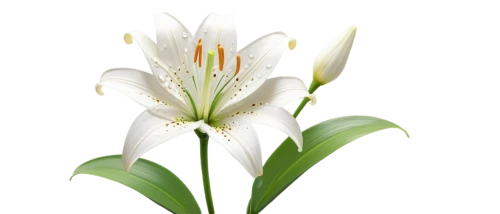 madonna lily,flowers png,white lily,easter lilies,lilies of the valley,lily of the valley,lily flower,lilium candidum,lilium,zephyranthes,garden star of bethlehem,grass lily,flower wallpaper,star of bethlehem,lilies,flower background,lily of the field,lilly of the valley,delicate white flower,hymenocallis,Unique,3D,3D Character