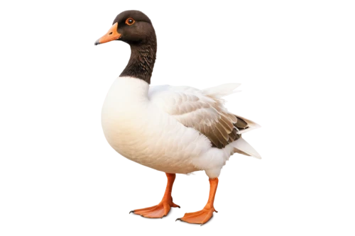 shelduck,australian shelduck,gooseander,female duck,brahminy duck,branta,blackduck,rockerduck,ornamental duck,cayuga duck,chestnut-breasted shelduck,duck,canard,canadian goose,lameduck,goose,egyptian goose,galliformes,quacker,greylag goose,Photography,Fashion Photography,Fashion Photography 13