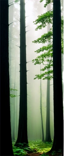 foggy forest,fir forest,coniferous forest,spruce forest,forestland,forested,forest,pine forest,germany forest,the forest,elven forest,forest background,forest landscape,green forest,forests,mirkwood,holy forest,forest of dreams,mixed forest,bavarian forest,Conceptual Art,Oil color,Oil Color 11