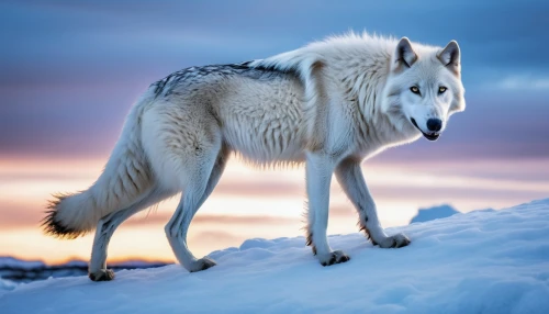 european wolf,gray wolf,graywolf,white wolves,atka,canis lupus,wolfdog,aleu,howling wolf,siberian husky,canidae,sled dog,iceland horse,wolfsangel,chukchi,huskey,elkhound,huskic,a white horse,husky,Photography,General,Realistic