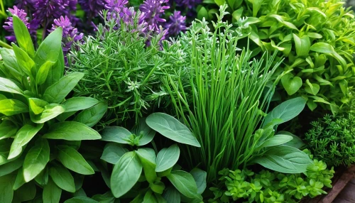 garden herbs,chives,green border,aromatic herbs,herbaceous plant,alliums,ground cover,herbaceous,allium sativum,green plants,wild herbs,perennial plants,plant bed,chives field,ramsons,flower borders,lavenders,herbs flowers,lavender bunch,ramps,Conceptual Art,Daily,Daily 32