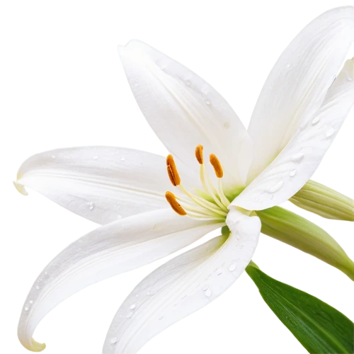white lily,easter lilies,madonna lily,delicate white flower,white flower,flowers png,white petals,white trumpet lily,white cosmos,white blossom,white water lily,lily flower,lily of the valley,flower background,flower of water-lily,hymenocallis,stamens,stamen,lilien,zephyranthes,Illustration,Paper based,Paper Based 15