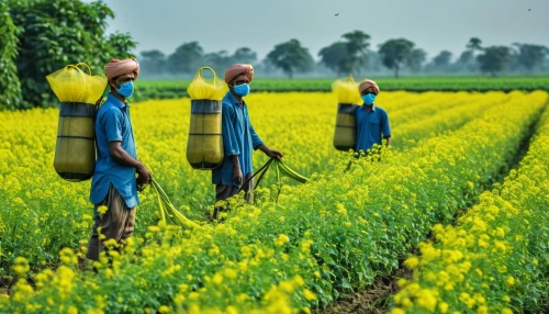 field cultivation,pind,paddy harvest,punjab,bangladesh,biopesticides,indian worker,agribusinessman,panjab,farmers,pirojpur,agriculturist,sirajganj,gleaners,cultivated field,agri,nrega,agrochemical,cereal cultivation,agricultural,Photography,General,Realistic
