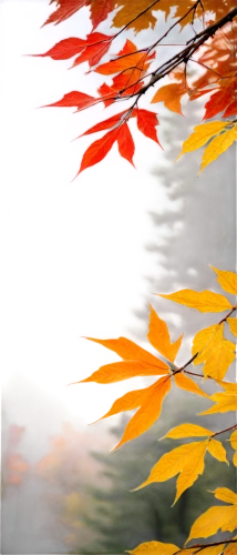 autumn frame,autumn background,maple foliage,colored leaves,leaf background,leaves frame,maple leave,round autumn frame,autumn leaves,fall foliage,autumn foliage,autumnal leaves,acers,autumn tree,autumn leaf,fall leaves,maple leaves,fall leaf,foliage coloring,beech leaves,Conceptual Art,Fantasy,Fantasy 08