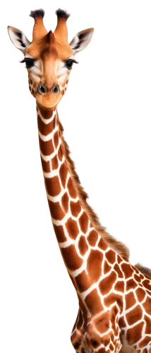 melman,giraffe,kemelman,giraffa,neck,gazella,cheeta,madagascan,serengeti,katoto,immelman,necks,cheetor,animal mammal,fractalius,long neck,savane,giraudo,giraffe plush toy,long necked,Conceptual Art,Fantasy,Fantasy 18