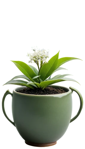 tea zen,tea flowers,blooming tea,peppermint tea,flower tea,potted plant,teacup arrangement,scented tea,yinzhen,sencha,stevia,green plant,naturopathy,phytotherapy,tea cup,green tea,mixed cup plant,coffee background,flowers png,chrysanthemum tea,Illustration,Black and White,Black and White 01