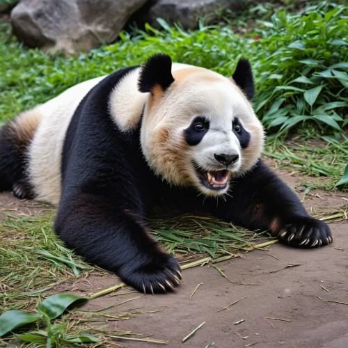 giant panda,beibei,large panda bear,pandari,baoan,pandi,pandua,panda,lun,pandera,pandang,pandu,kaabu,pando,pandas,pandita,pandurevic,pandjaitan,pandeli,pandur,Photography,General,Realistic