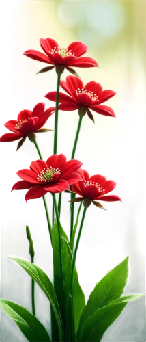 red gerbera,red flowers,red flower,red chrysanthemum,red spider lily,red petals,red orange flowers,orange red flowers,red blooms,firecracker flower,coneflower,coneflowers,echinacea,flower background,flowers png,sundew,red anemones,red butterfly,stamens,background bokeh,Illustration,Vector,Vector 19