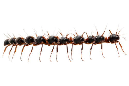 centipede,myrmica,spinnerets,glowworm,ammophila,solariellidae,polychoral,nymphs,millipedes,pseudoscorpions,dazzlers,citronella,centipedes,myriapods,copepods,millipede,myrmecia,flashbulbs,monomorium,subulinidae,Illustration,Vector,Vector 11
