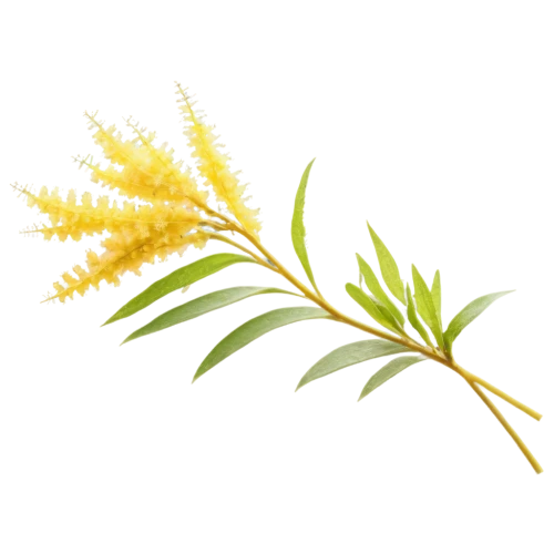 spring leaf background,grass blossom,panicle,solidago,spikelets,flowers png,grape-grass lily,grass lily,ikebana,cyperus,feather bristle grass,pine flower,aquatic plant,halophyte,sweet grass plant,echinochloa,sedge,leaf background,loosestrife,grass fronds,Art,Classical Oil Painting,Classical Oil Painting 25