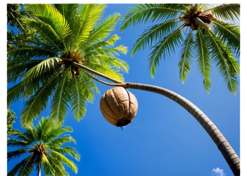 coconut palm tree,coconut tree,coconut palm,coconut palms,coconut trees,palmtree,coconuts,palm tree,arecaceae,fan palm,wine palm,palmera,toddy palm,cocos nucifera,coconuts on the beach,coconut water concentrate plant,giant palm tree,organic coconut,heads of royal palms,palm tree vector,Illustration,Realistic Fantasy,Realistic Fantasy 40