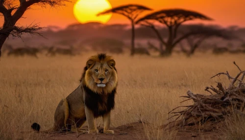 african lion,serengeti,tsavo,luangwa,ruaha,etosha,savane,king of the jungle,afric,panthera leo,male lion,male lions,afrika,shenzi,africa,pejeta,lionesses,namibia,wildearth,zambezian,Conceptual Art,Daily,Daily 32