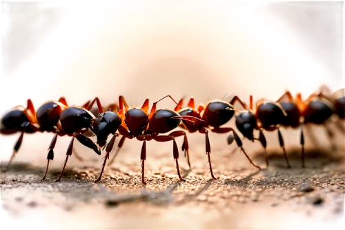 red ant,ants,black ant,glossy black wood ant,fire ants,ant,myrmica,spinnerets,myrmecia,harvestmen,macro world,redbacks,insects,lycaonia,antz,opiliones,harvestman,houseflies,parasitoids,redback,Illustration,Vector,Vector 18