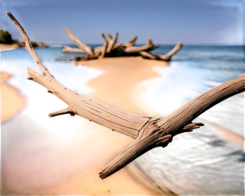 wood and beach,driftwood,beach landscape,wooden background,wooden pier,beach background,beach grass,wooden boats,3d background,beach scenery,wooden boat,wood background,shorelines,dark beach,deserted island,castaway beach,jetsam,shipwrecked,shoreside,landscape background,Photography,Black and white photography,Black and White Photography 02