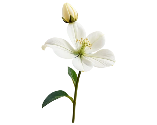 white cosmos,white flower,white lily,wood anemone,delicate white flower,flower wallpaper,flowers png,white blossom,flower background,white petals,japanese anemone,single flower,white floral background,minimalist flowers,windflower,wood daisy background,stellaria,star of bethlehem,lily flower,cosmos flower,Art,Artistic Painting,Artistic Painting 07