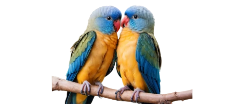 blue and gold macaw,blue and yellow macaw,macaw hyacinth,macaws on black background,macaws blue gold,blue macaw,beautiful macaw,macaw,yellow macaw,guacamaya,macaws,couple macaw,macaws of south america,blue macaws,scarlet macaw,caique,blue parakeet,parrot feathers,sun parakeet,light red macaw,Conceptual Art,Daily,Daily 11