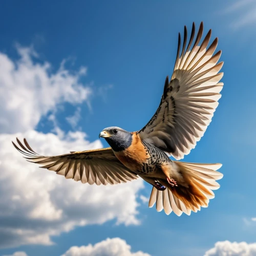 bird in flight,lanner falcon,bird flying,flying hawk,saker falcon,in flight,bird flight,american kestrel,falconiformes,rapace,pigeon flying,soar,flying bird,soaring,hawk animal,birds in flight,confuciusornis,new zealand falcon,bird of prey,bird in the sky,Photography,General,Realistic