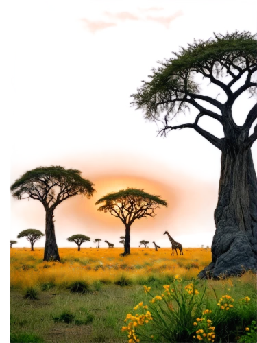 adansonia,baobabs,baobab,serengeti,zambezian,africa,savane,baobab oil,tsavo,afrika,east africa,africano,batswana,afrique,makgadikgadi,tree of life,lonetree,matabeleland,omondi,tingatinga,Photography,Documentary Photography,Documentary Photography 23