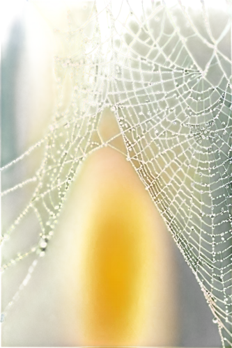 spider silk,web,spider's web,spider web,spiderweb,morning dew in the cobweb,cobwebbed,webs,spiderwebs,webbed,cobwebs,cobweb,spider net,web element,spidery,spider network,webcrawler,webbing,spiderlings,mood cobwebs,Illustration,Abstract Fantasy,Abstract Fantasy 16
