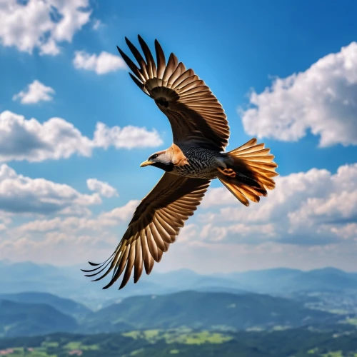 rapace,mountain hawk eagle,flying hawk,red tailed kite,red kite,steppe eagle,black kite,bird in flight,mongolian eagle,aguila,bird flying,african fishing eagle,of prey eagle,eagle,african eagle,golden eagle,harris hawk in flight,eagle vector,aigle,bearded vulture,Photography,General,Realistic