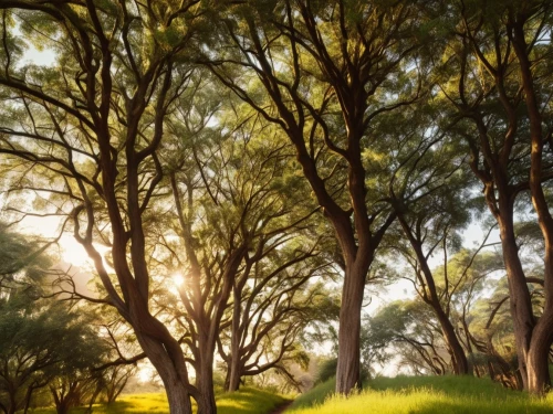 treeline,olive grove,gum trees,tree grove,tree lined,tree canopy,eucalypts,sunbeams,copses,forest glade,green trees,golden trumpet trees,sunrays,trees,olive field,green forest,grove of trees,palm pasture,morning light,bosque,Photography,General,Commercial