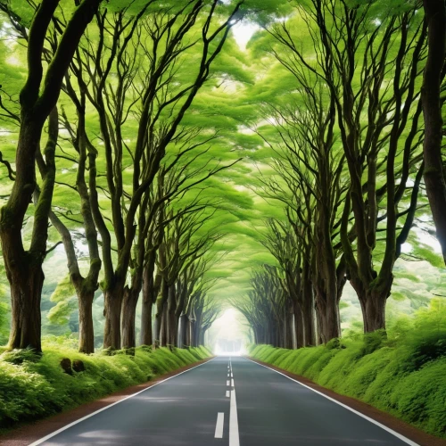 forest road,tree lined lane,green forest,tree lined avenue,tree-lined avenue,maple road,aaaa,green trees,repnin,tree lined,aaa,road,mountain road,tree canopy,tree lined path,racing road,the road,nature background,long road,open road,Photography,General,Realistic