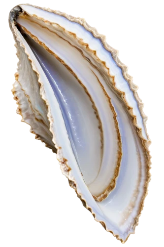 blue sea shell pattern,sea shell,spiny sea shell,clam shell,agate,geode,bivalve,conch shell,clam,crassostrea,oester,operculum,shell,musselshell,clamshells,shells,otolith,marginella,clamshell,beach shell,Illustration,Japanese style,Japanese Style 21