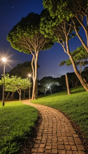 tree lined path,the park at night,pathway,night photography,tree top path,royal botanic garden,the mystical path,tree lined,night photograph,walkway,tree lined avenue,nightscape,walk in a park,long exposure light,night image,hiking path,naples botanical garden,the path,night photo,path,Photography,General,Realistic