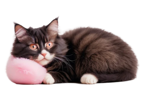 pink cat,cute cat,toxoplasmosis,toxoplasma,kittenish,pink background,the pink panter,doll cat,cat image,cat vector,kittu,moppet,katchen,european shorthair,blossom kitten,playing with ball,pink bow,ravenpaw,breed cat,bowling ball,Unique,3D,Modern Sculpture