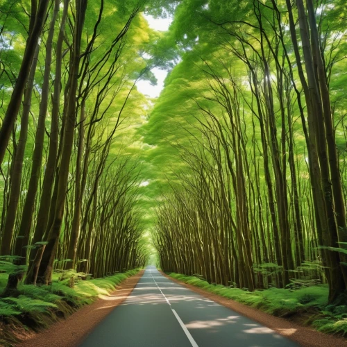 forest road,aaa,aaaa,green forest,tree lined lane,aa,germany forest,bamboo forest,repnin,patrol,tree-lined avenue,coniferous forest,green trees,tree lined avenue,green wallpaper,tree lined,defense,defence,fir forest,defend,Photography,General,Realistic