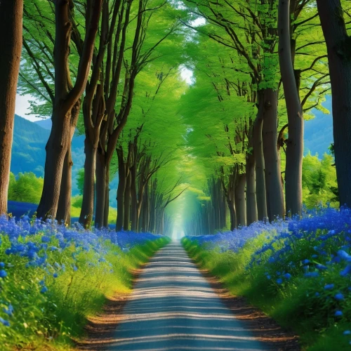 tree lined lane,tree lined path,forest road,nature wallpaper,tree lined avenue,nature background,forest path,tree lined,germany forest,green forest,aaa,tree-lined avenue,pathway,fairytale forest,background view nature,holy forest,the mystical path,landscape background,the way of nature,nature landscape,Photography,General,Realistic