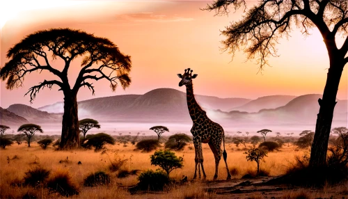 tsavo,savane,africa,waterberg,giraffes,afrika,bushveld,moundou,hadza,two giraffes,zambezian,serengeti,etosha,ruaha,savanna,damaraland,african art,samburu,giraffe,namibia,Illustration,Realistic Fantasy,Realistic Fantasy 13