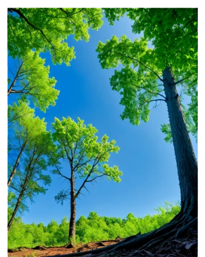 tree canopy,tree tops,metasequoia,nature background,forest landscape,trees,beech trees,green forest,green trees,forest background,deciduous forest,canopy,cartoon forest,forest tree,cartoon video game background,tree top,tree grove,the trees,row of trees,background view nature,Conceptual Art,Graffiti Art,Graffiti Art 02