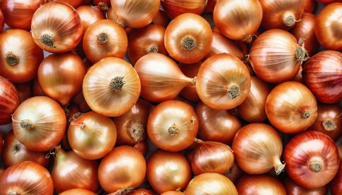 onion bulbs,shallots,onion seed,cowries,red garlic,legumes,shallot,fusarium,bulbs,cloves of garlic,garlic bulbs,phytochrome,pelagonia,pine nuts,acorns,seeds,mycotoxins,cultivated garlic,chestnuts,onion fields,Photography,General,Realistic