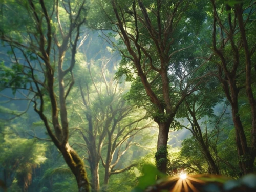 elven forest,tropical forest,sunrays,green forest,forest,forest landscape,sun rays,holy forest,forest background,bamboo forest,the forest,forest of dreams,forests,forest glade,fairy forest,nature background,fir forest,light rays,sunlight through leafs,forest tree,Photography,General,Natural