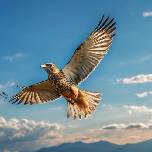 saker falcon,lanner falcon,ferruginous hawk,bird in flight,flying hawk,red tailed hawk,mountain hawk eagle,rapace,red tailed kite,red-tailed hawk,mongolian eagle,red tail hawk,black kite,bird flying,red kite,kestrel,buteo,redtail hawk,falconiformes,broad winged hawk,Photography,General,Realistic
