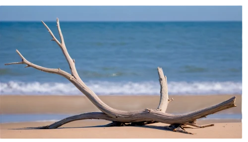 driftwood,wood and beach,indiana dunes state park,dry branch,dead wood,beach landscape,assateague,beach defence,antler,fraser island,beach grass,chemosynthesis,forelimb,desiccated,dry twig,edisto,european beech,monomoy,dead tree,chincoteague,Conceptual Art,Oil color,Oil Color 16