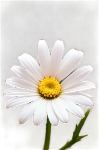 marguerite daisy,shasta daisy,margueritte,common daisy,ox-eye daisy,wood daisy background,daisy flower,perennial daisy,oxeye daisy,marguerite,leucanthemum,daisylike,african daisy,south african daisy,barberton daisy,pyrethrum,bellis perennis,daisy flowers,white cosmos,the white chrysanthemum,Conceptual Art,Sci-Fi,Sci-Fi 30