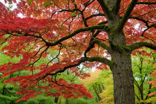 japanese maple,acer japonicum,acers,red leaves,red foliage,maple foliage,maple tree,maple bush,maple branch,red tree,colored leaves,westonbirt,autumn foliage,leaf maple,the trees in the fall,autumn tree,colorful leaves,maple leave,trees in the fall,ash-maple trees,Photography,General,Realistic