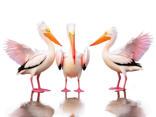 flamingos,flamingo couple,flamingoes,two flamingo,greater flamingo,white storks,pink flamingos,flamingo,storks,flamencos,pink flamingo,pelicans,spoonbills,great white pelicans,gooses,colorful birds,stork,ibises,white stork,flambards,Illustration,Vector,Vector 15